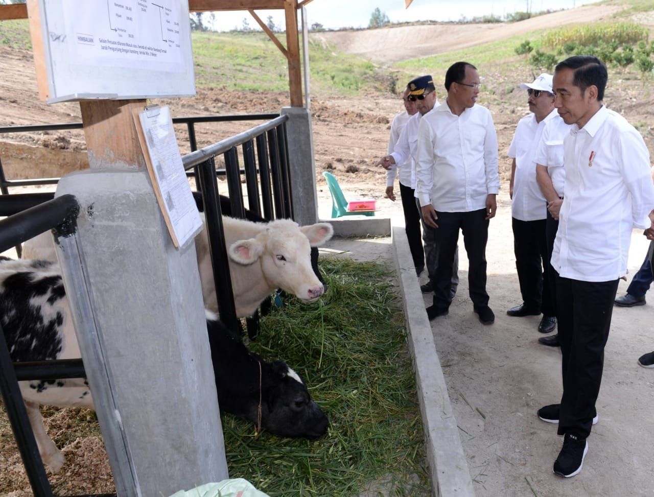 Presiden Tinjau Proyek Peternakan dan Pertanian di Desa Parsingguran