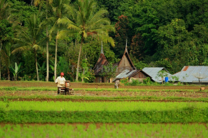 Jika Strategi Tepat, Produksi Pertanian dan Kesejahteraan Meningkat