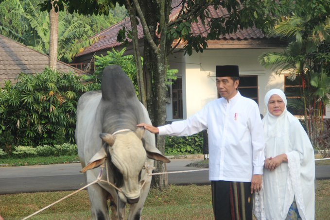 Presiden Jokowi Serahkan Kurban Satu Ekor Sapi Peranakan Ongole Indonesia Kepada LIPI